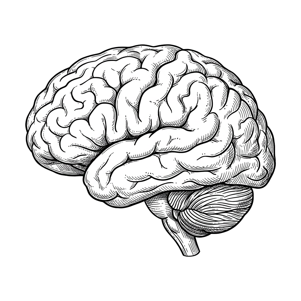Anatomical brain illustration with attention heatmap